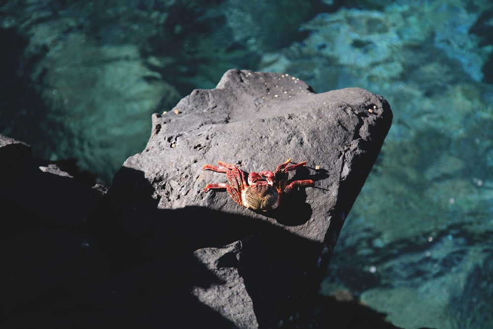 crab on seacliff