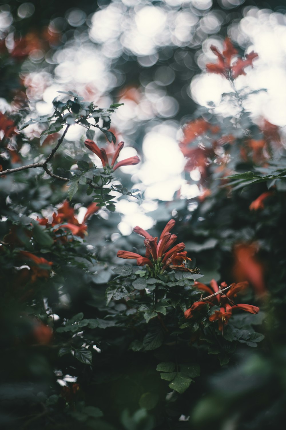 Foto de enfoque superficial de flores rojas