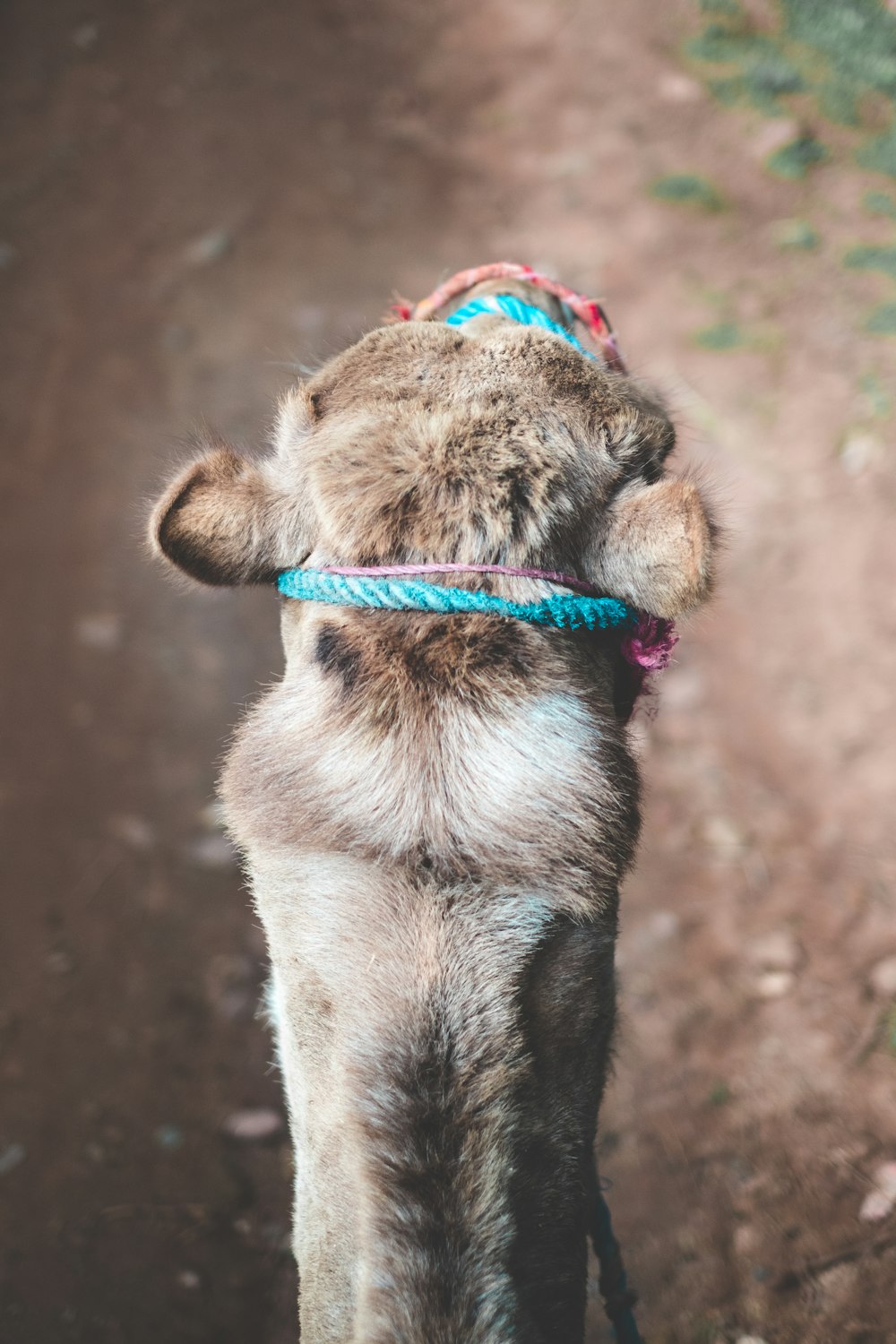 camel with rope on its head