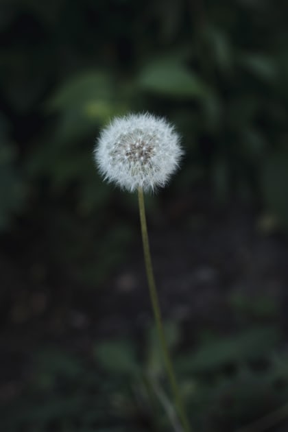 Focus photography of white dandelion flower photo – Free Dandelion Image on  Unsplash
