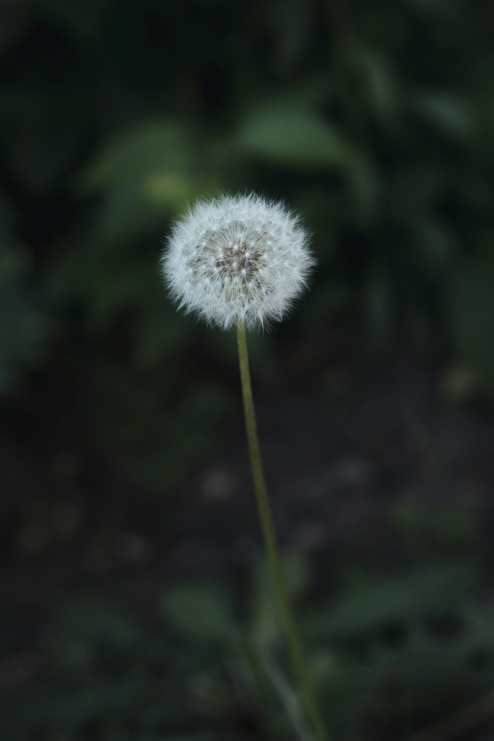 Foto de primer plano del diente de león blanco