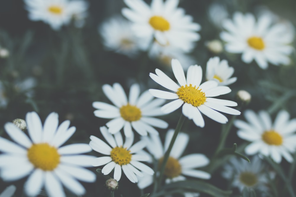 daisy flowers