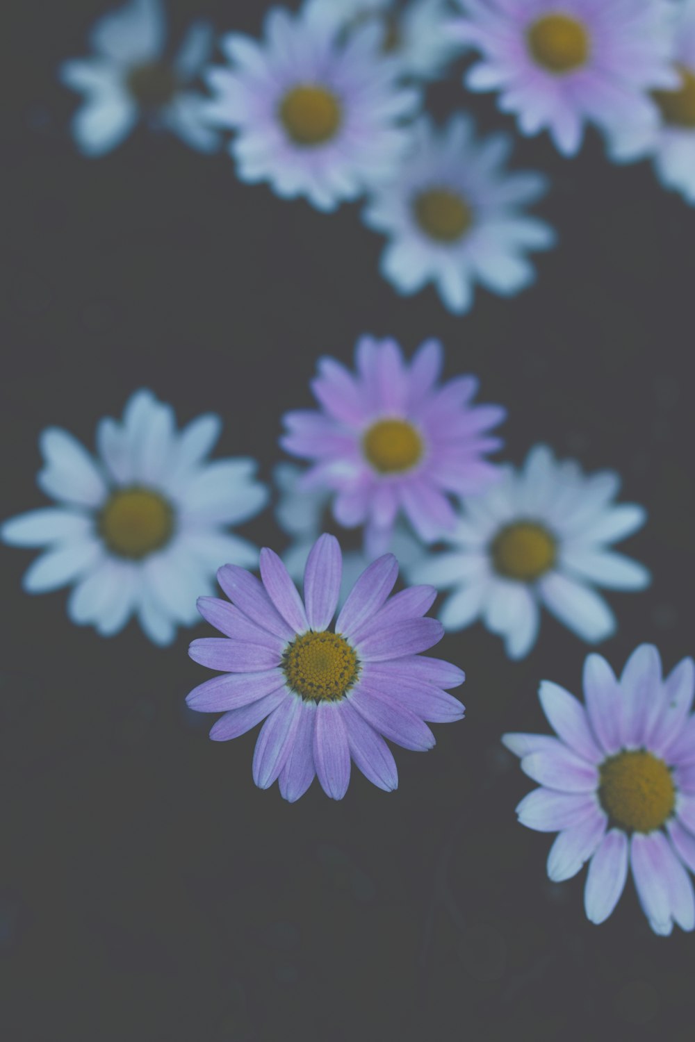 white and purple daisy flower decor
