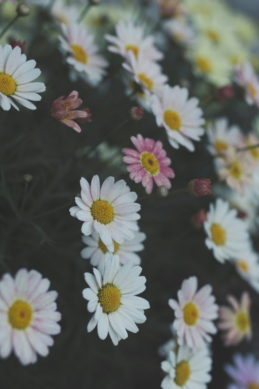 selective focus photography of white daisies