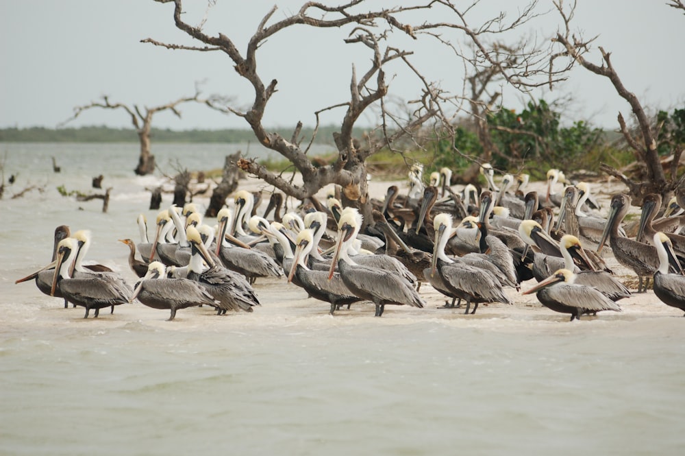 flock of birds on seashore