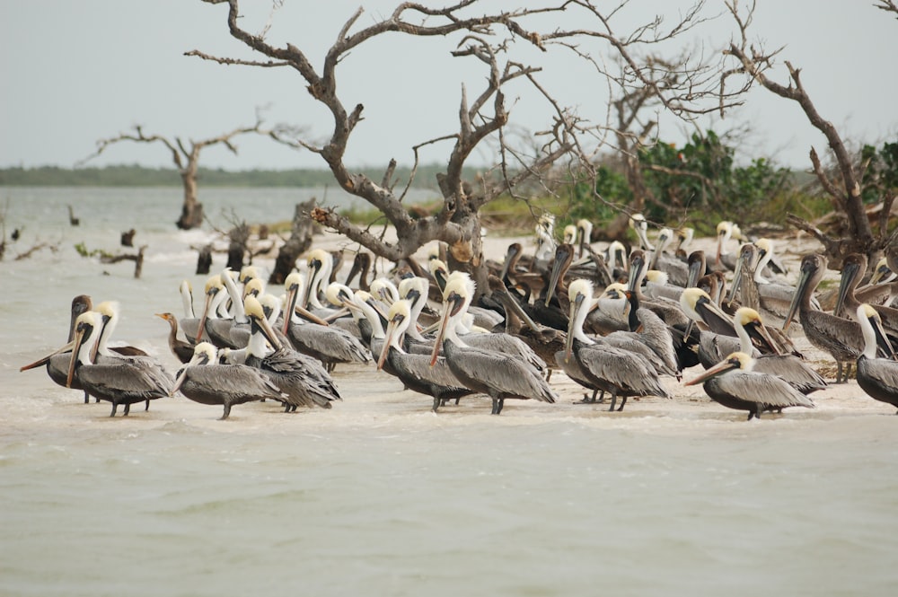 Vogelschwarm an der Küste