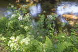 View of the stream running gently through the property, surrounded by wildflowers.