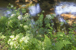 View of the stream running gently through the property, surrounded by wildflowers.