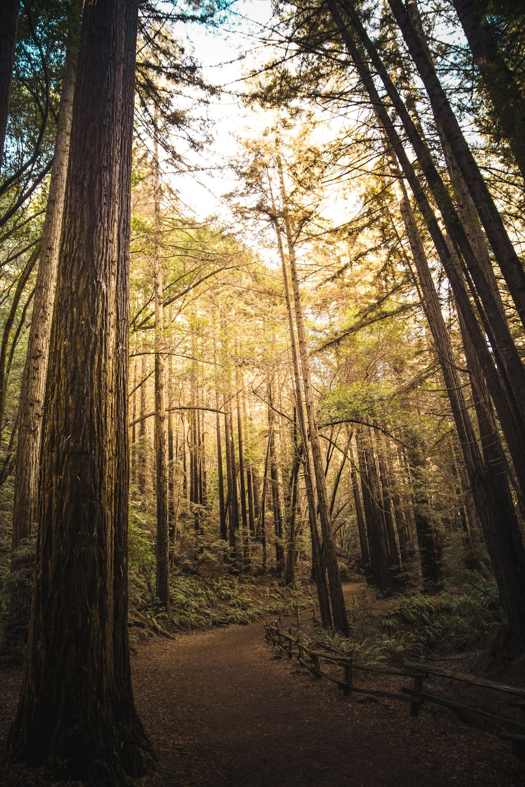 Forest photo spot Redwood Regional Park Regional Parks Botanic Garden