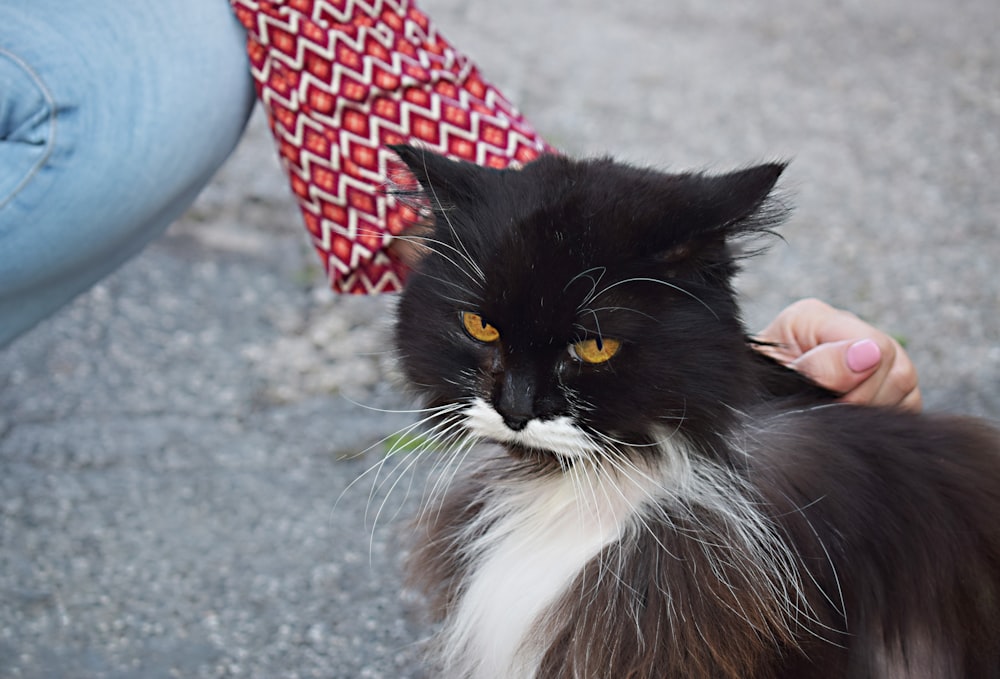 long-haired black and white cat