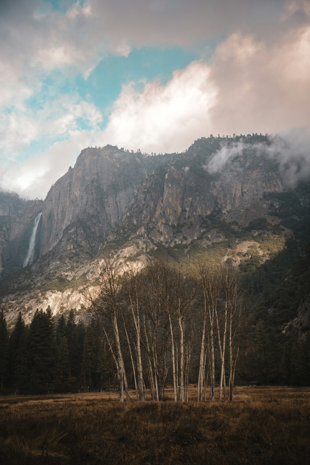 a group of trees in a field with a mountain in the background