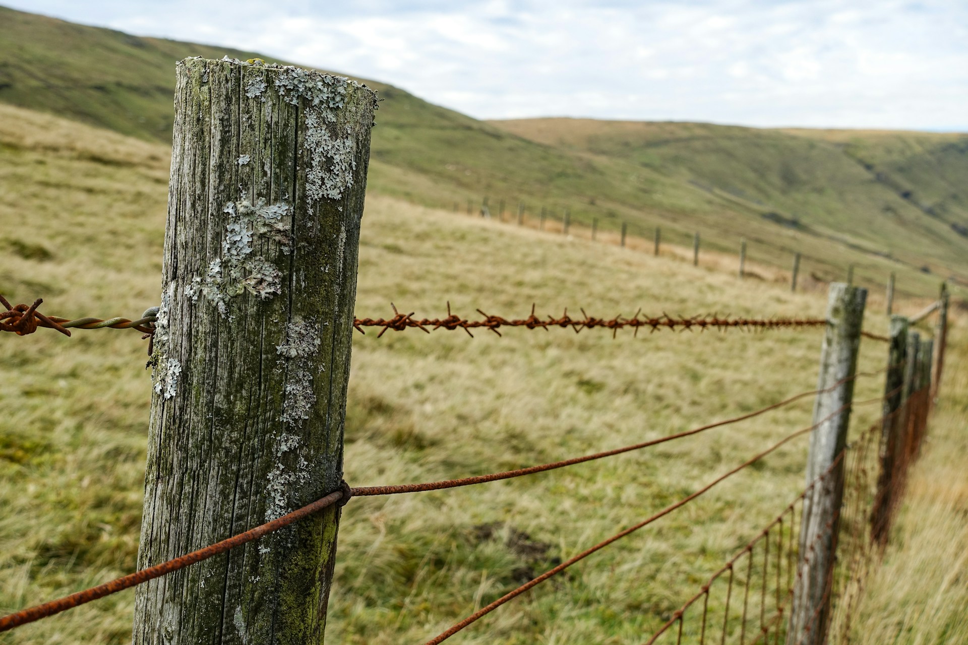 tilt shift lens photography of brown barbwire