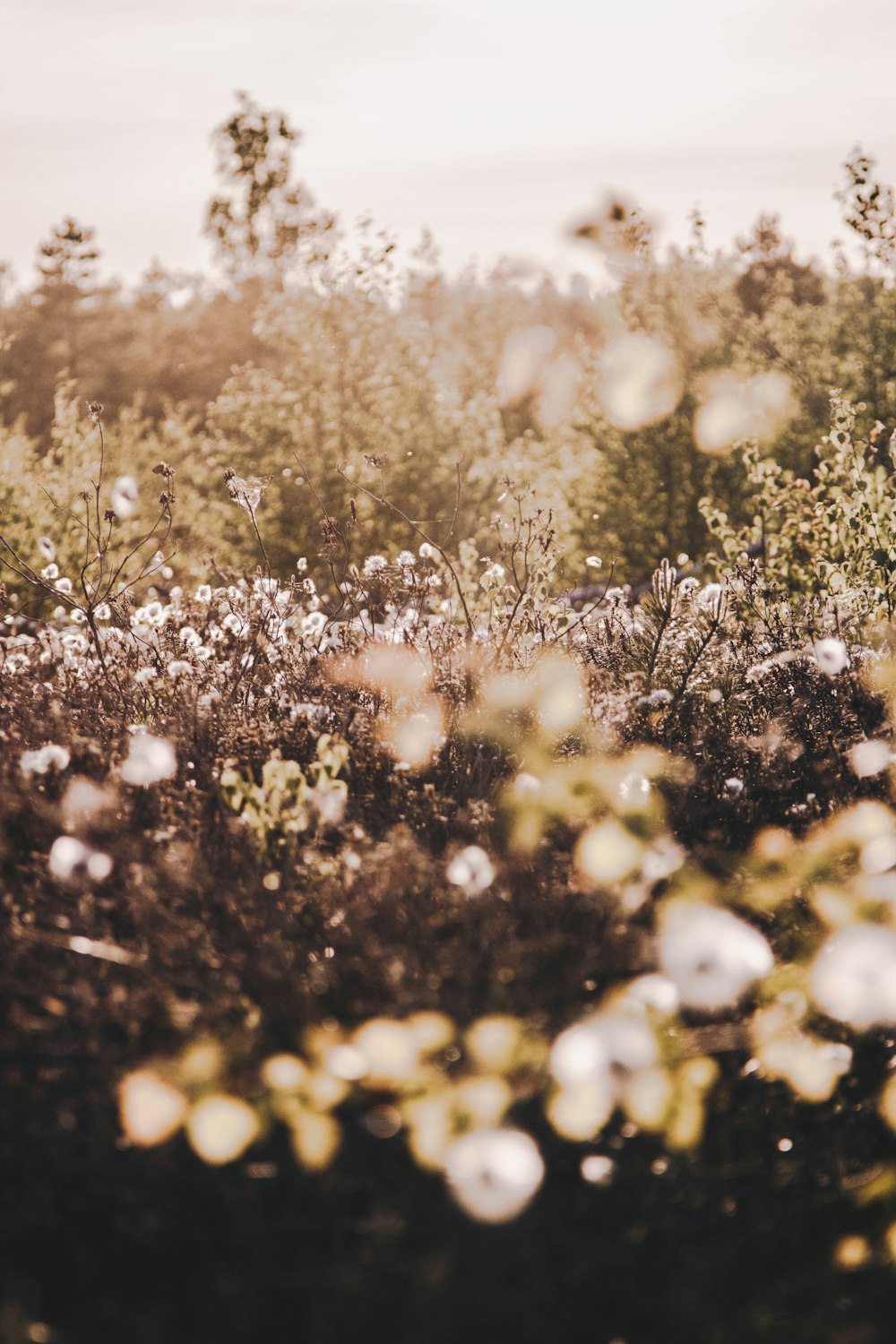 campo de flores blancas durante el día