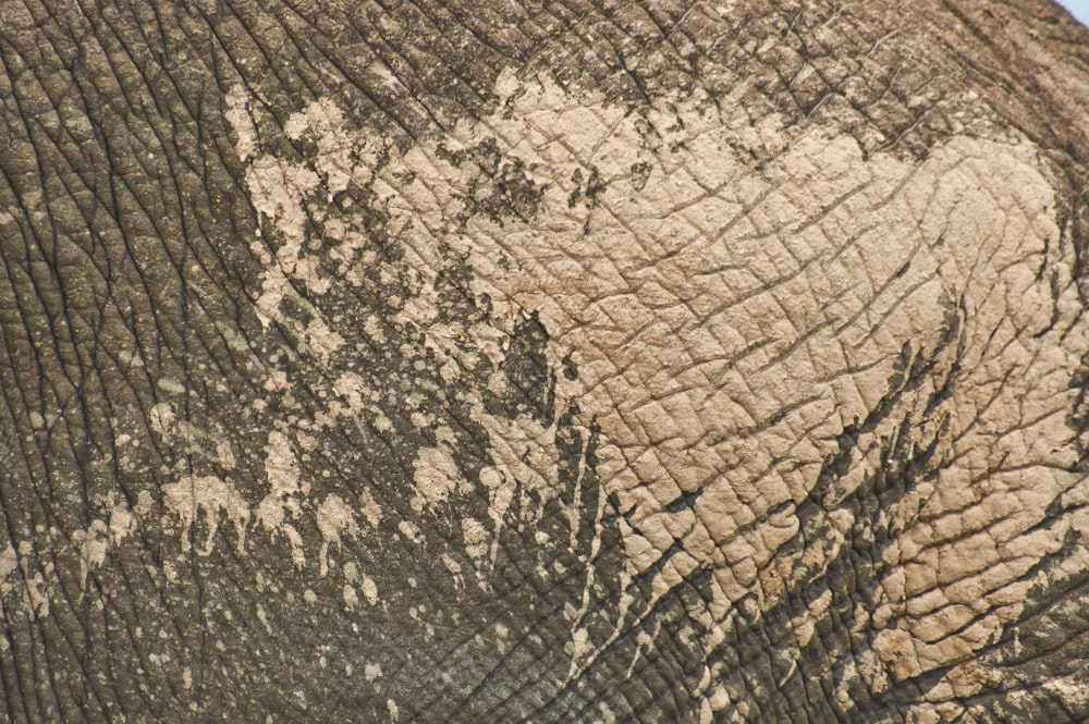 a close up of an elephant's face with a blue sky in the background