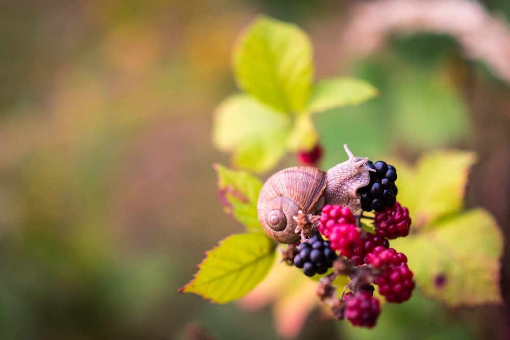 focused photo of brown snail