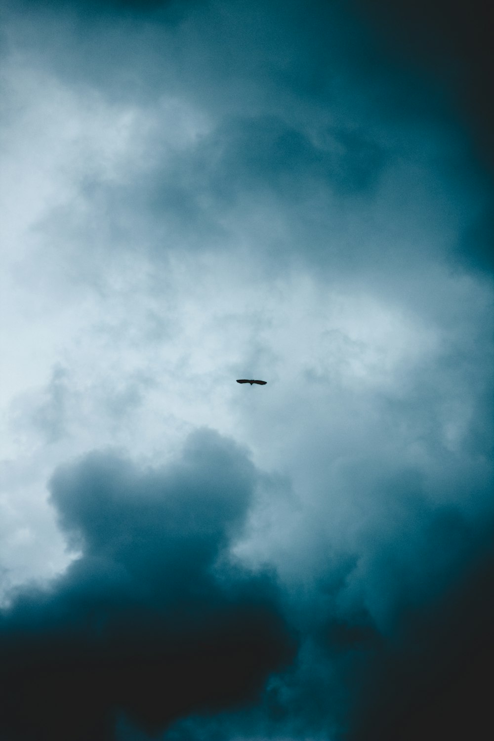 silhouette of bird under gray skies