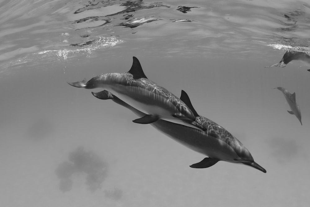 delfines nadando bajo el agua