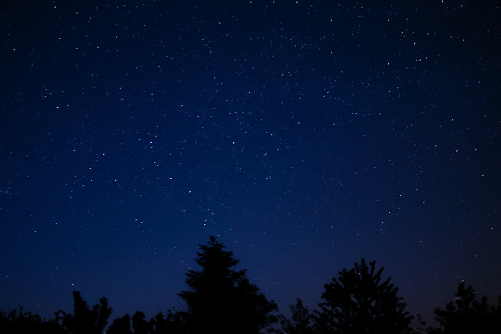 silhouette of trees under sky with stars