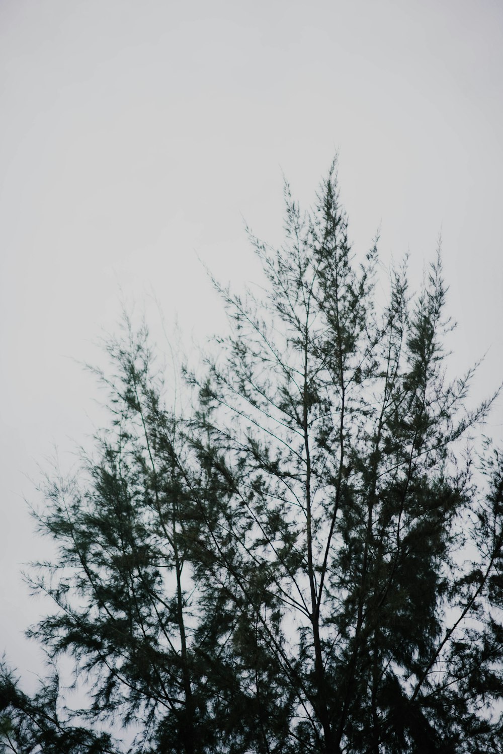 green-leafed tree during daytime