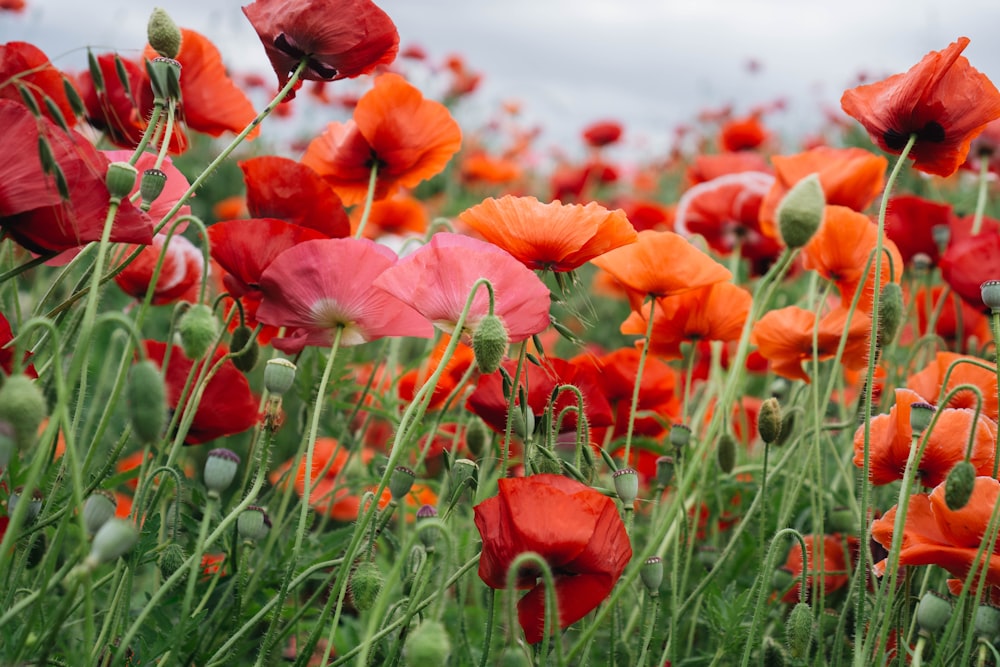 Campo de flores de pétalas vermelhas, laranjas e rosas