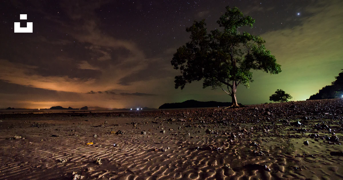 Tree During Night Green tree during night time photo – Free Thailand Image on Unsplash