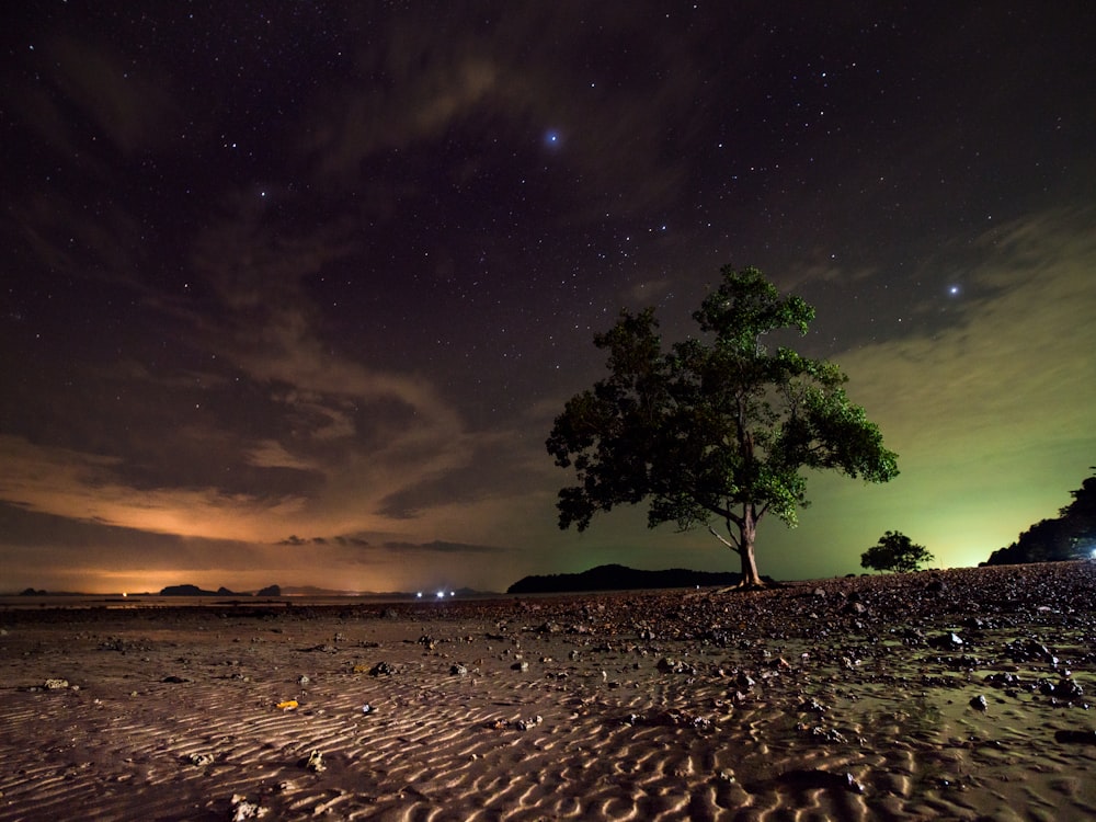 green tree during night time