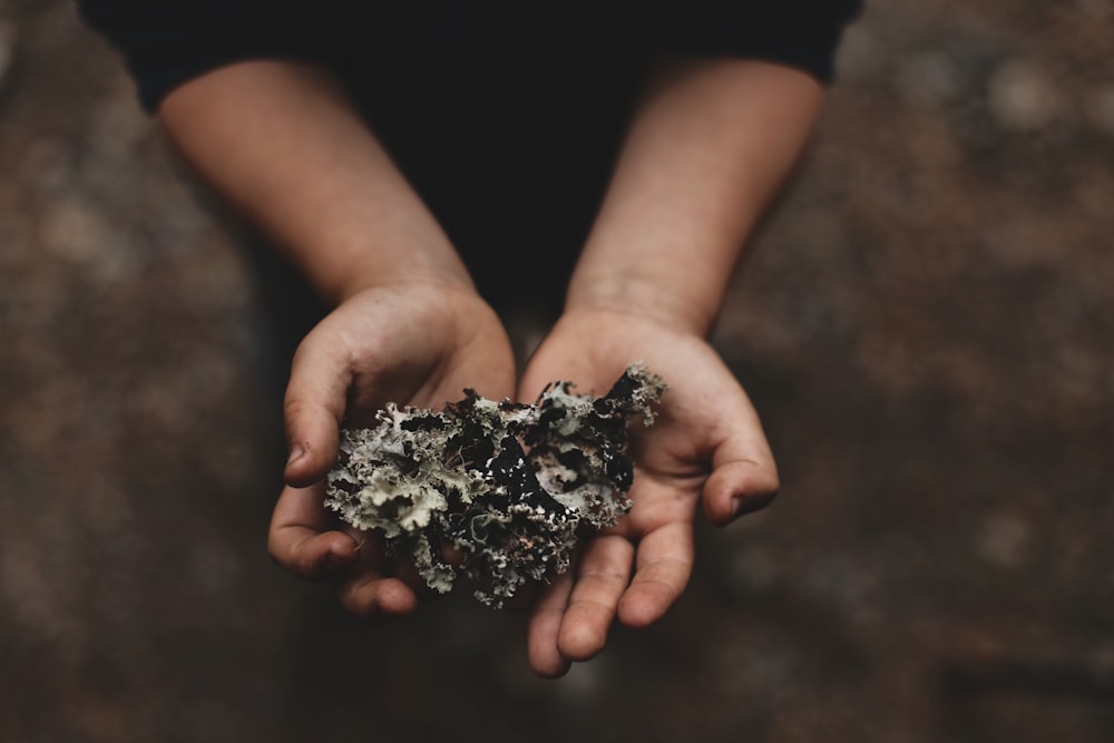 person holding coral in his palms