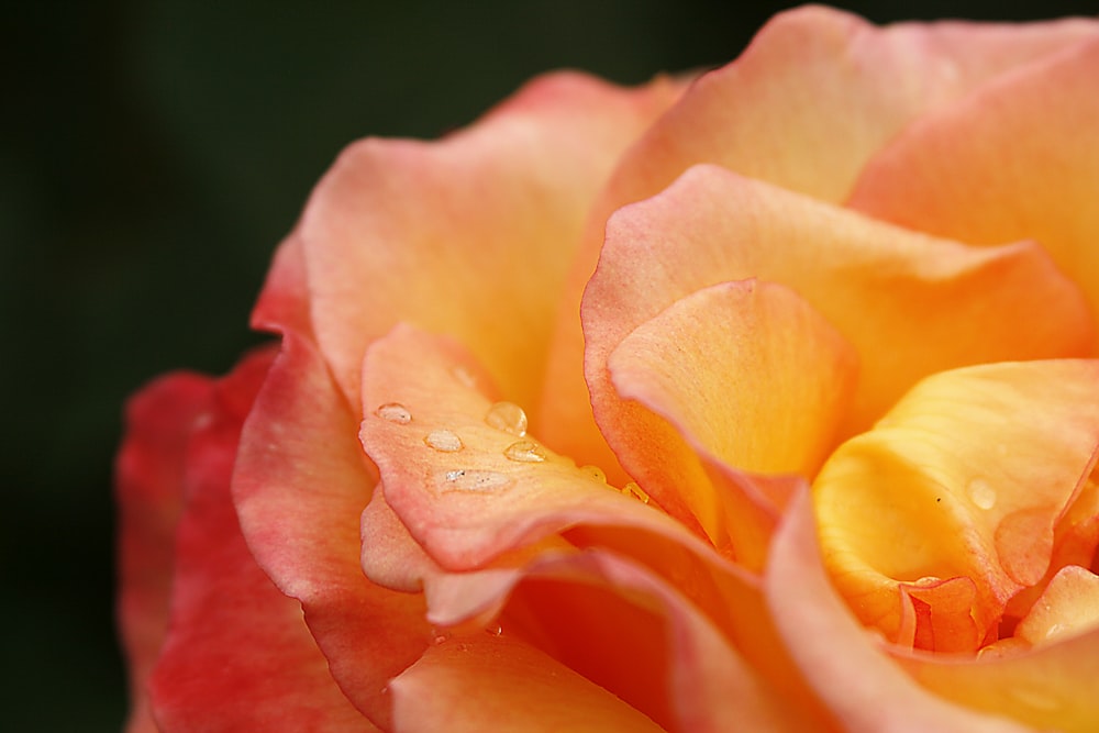 water drops on orange flower