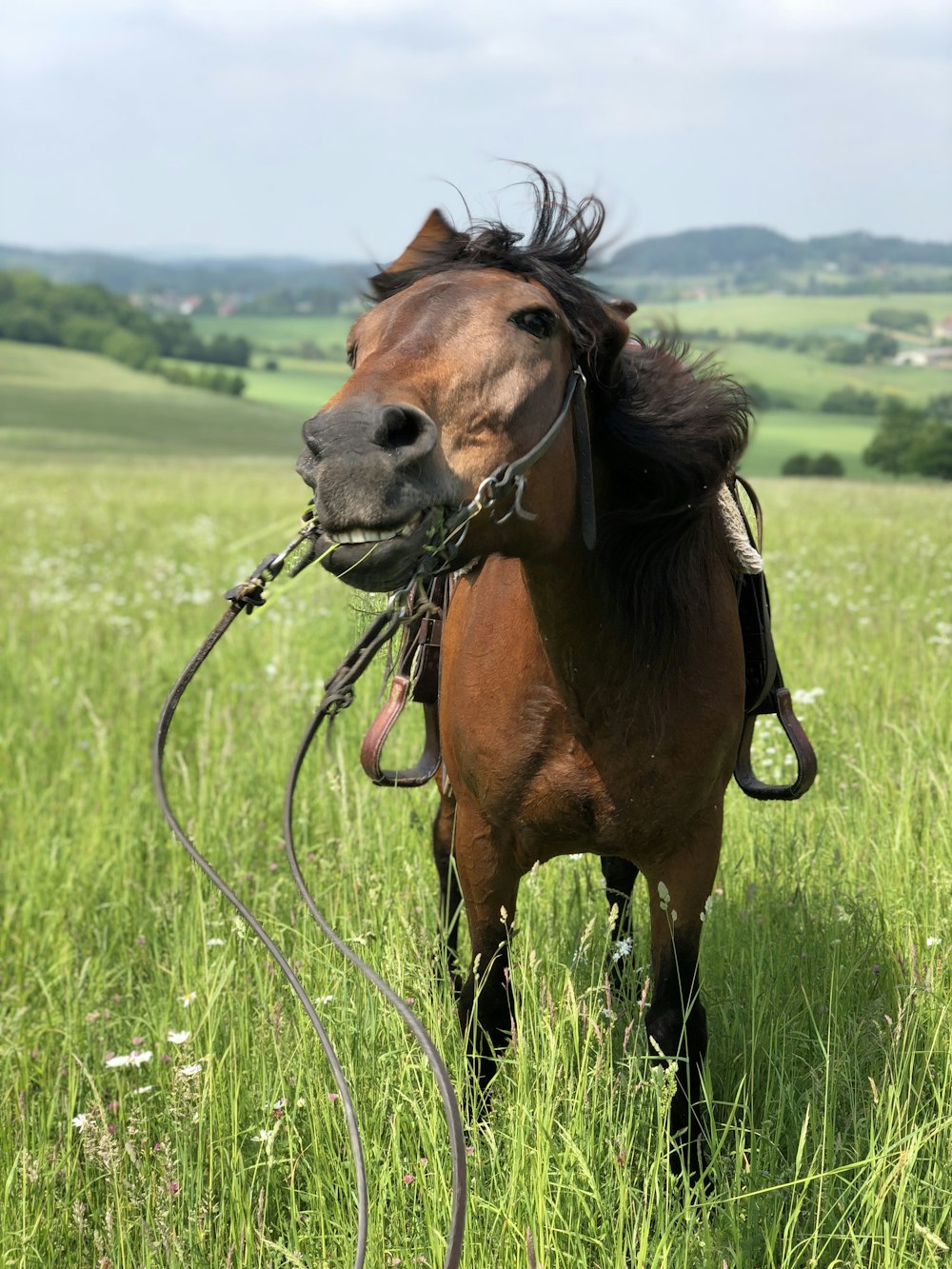 Braunes Pferd steht auf Wiese