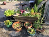 A garden setting with a variety of potted plants. A wooden trough filled with colorful flowers and greenery sits in the center, surrounded by several pots containing different succulents and leafy plants. The background features a gravel surface and a birdbath, adding to the natural and serene atmosphere.