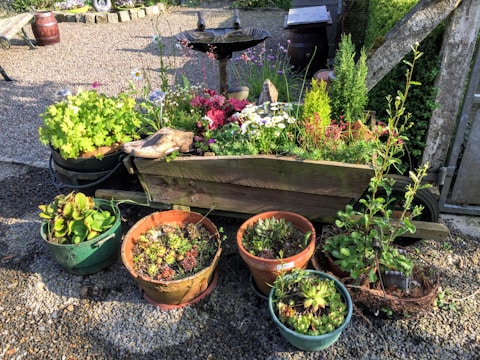 A garden setting with a variety of potted plants. A wooden trough filled with colorful flowers and greenery sits in the center, surrounded by several pots containing different succulents and leafy plants. The background features a gravel surface and a birdbath, adding to the natural and serene atmosphere.