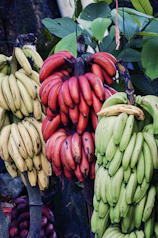 yellow, green, and red bananas hanging on tree