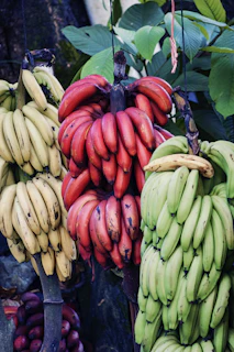 yellow, green, and red bananas hanging on tree