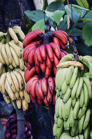 yellow, green, and red bananas hanging on tree
