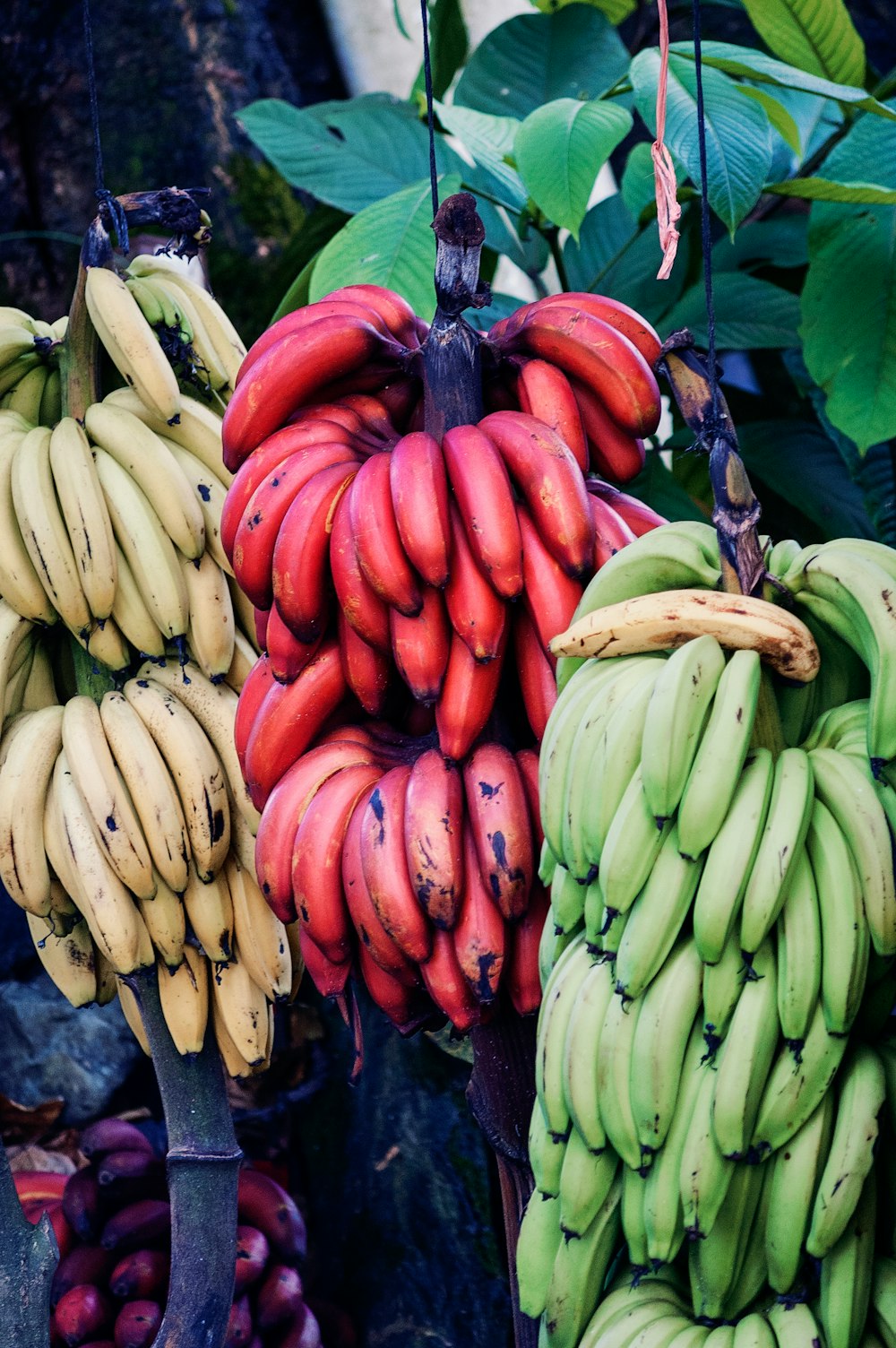 yellow, green, and red bananas hanging on tree