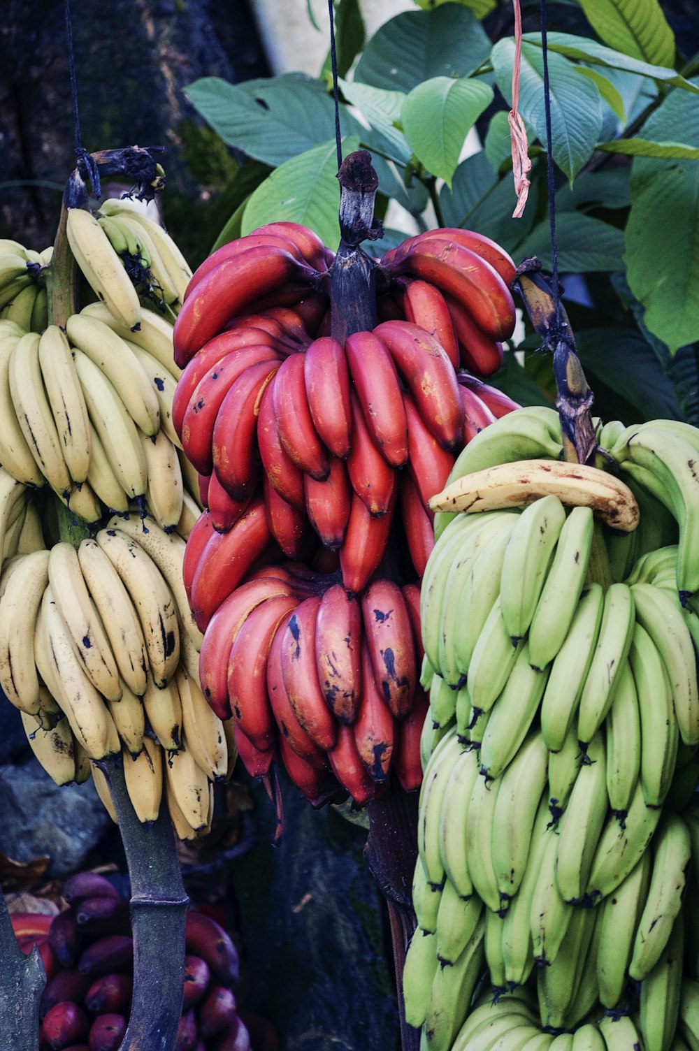 plátanos amarillos, verdes y rojos colgando de un árbol