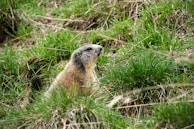 A groundhog or similar rodent sits among patches of lush green grass and brown twigs, partially obscured by the surrounding vegetation. Its fur is a mix of gray and brown tones, and it appears alert, with its head raised as if listening or watching attentively.
