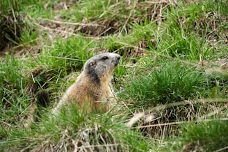 A groundhog or similar rodent sits among patches of lush green grass and brown twigs, partially obscured by the surrounding vegetation. Its fur is a mix of gray and brown tones, and it appears alert, with its head raised as if listening or watching attentively.