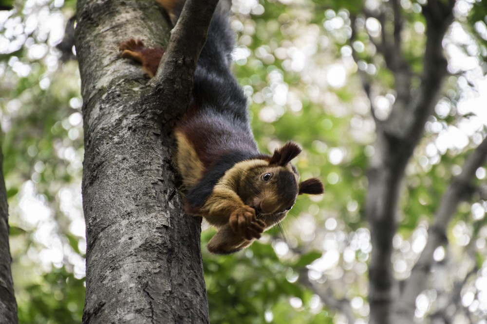 brown animal on tree