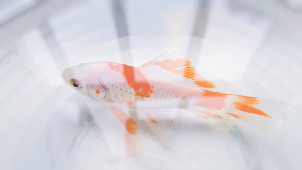 근접 촬영 사진에서 주황색과 흰색 물고기
