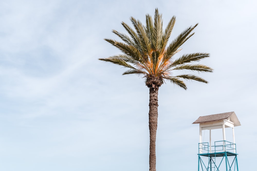 tropical tree beside white wooden lifeguard house