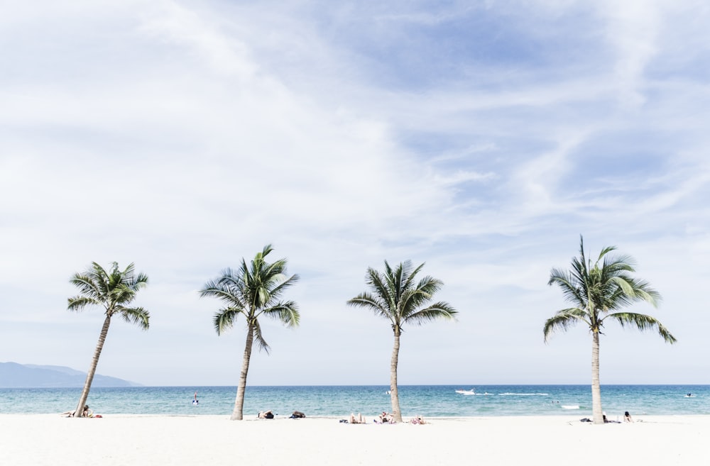 green coconut trees under blue and white cloudy sky