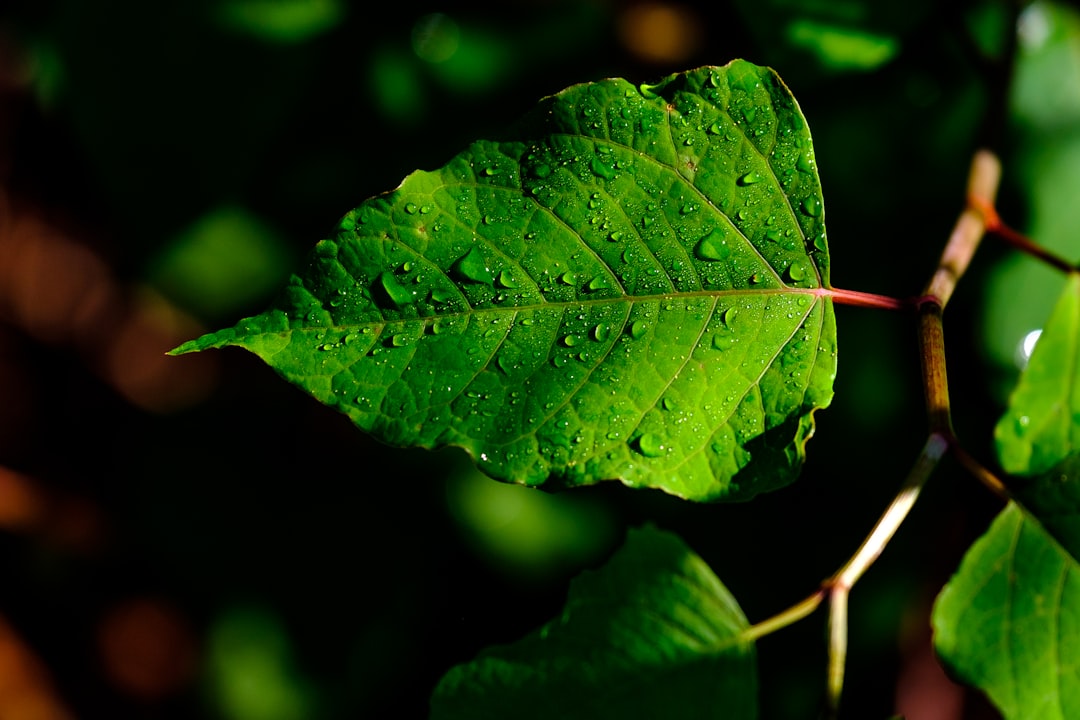macro photography of green leaves