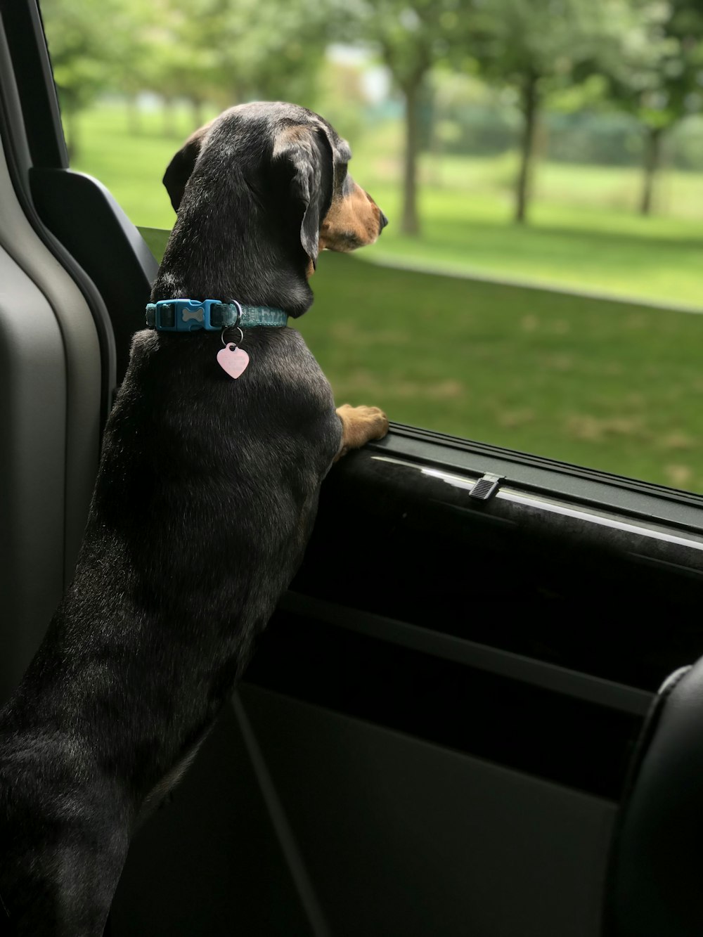 Perro salchicha mirando a través de la ventana