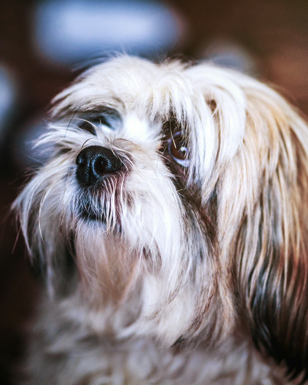 short-coated brown dog