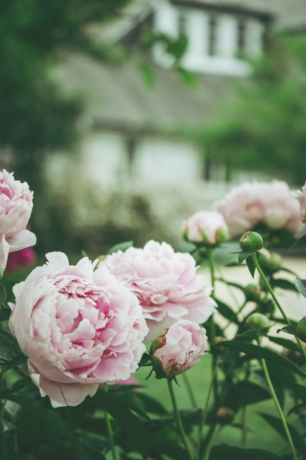 pink double petaled rose