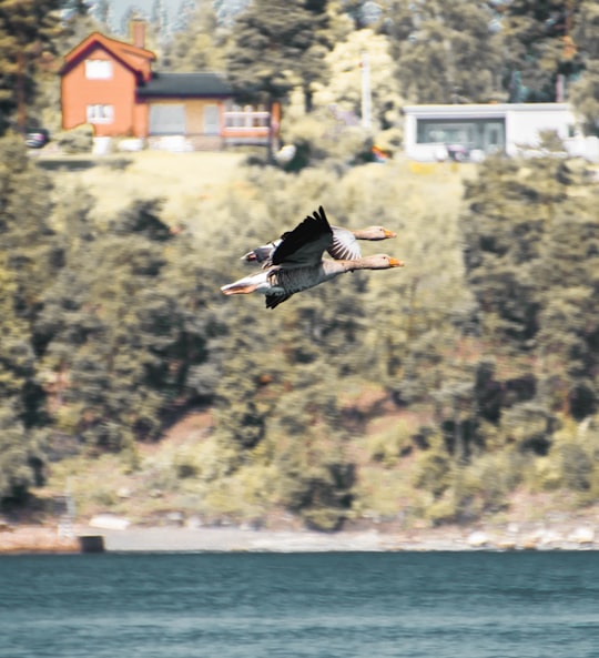 photo of Asker Flipping near Oslo Opera House