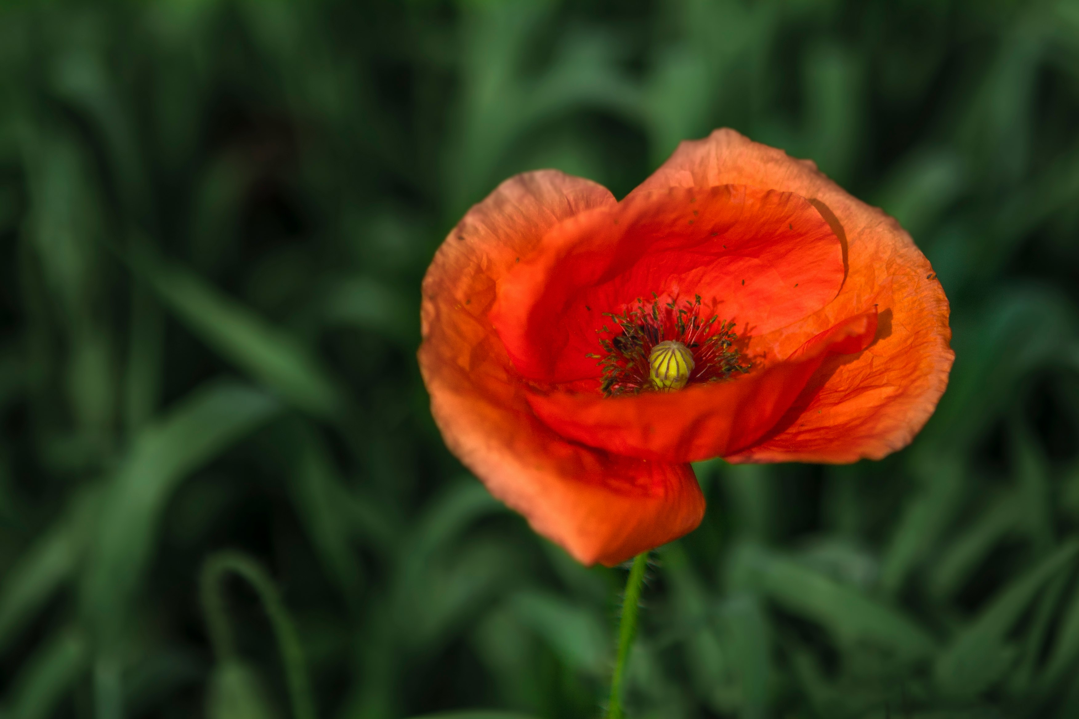 red poppy flower