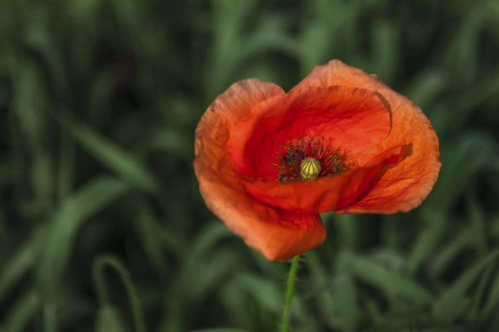 red poppy flower