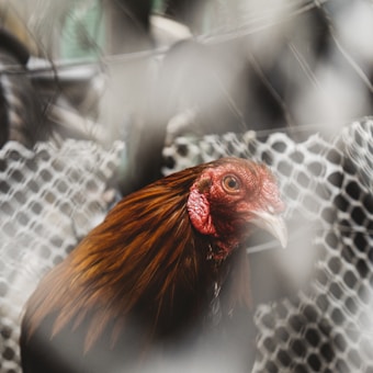 A close-up of a rooster with reddish-brown feathers, prominently displaying its red comb and wattle. The background consists of a blurred wire mesh fence, providing a sense of being caged or enclosed.
